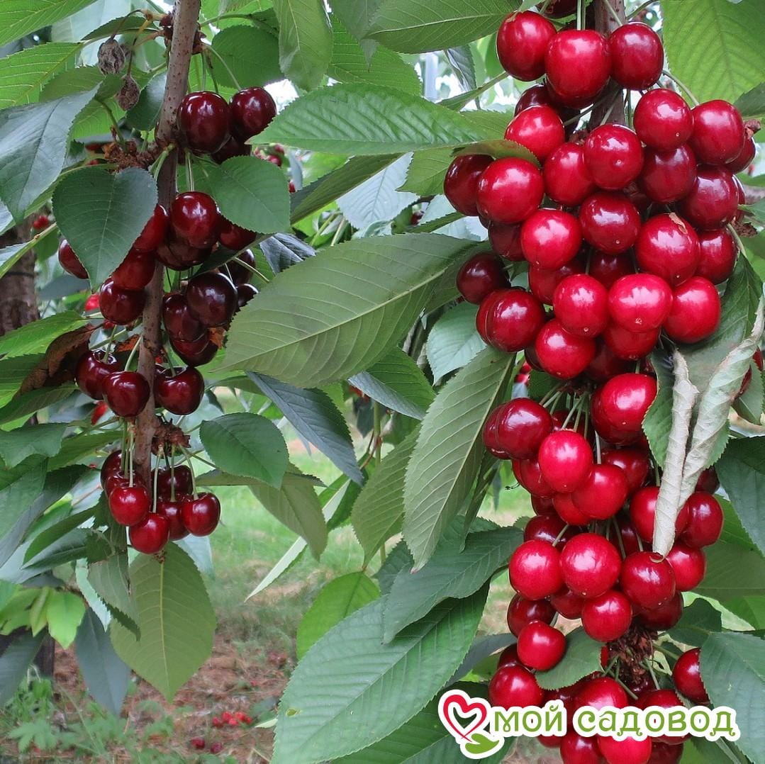Черешня Хелена колоновидная
