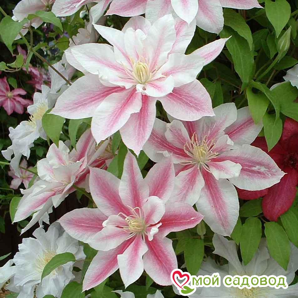 Клематис Андромеда ЗКС