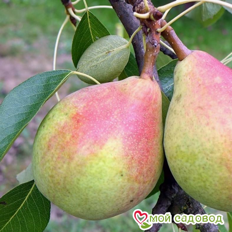 Груша Забава