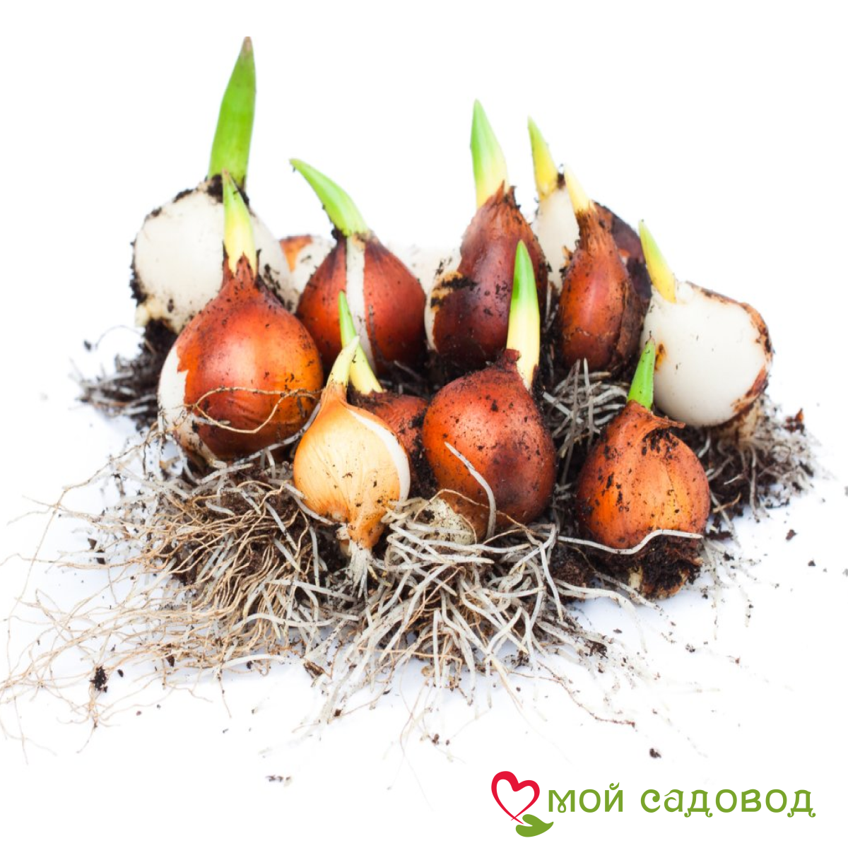 Тюльпан Эбисан Грэйс