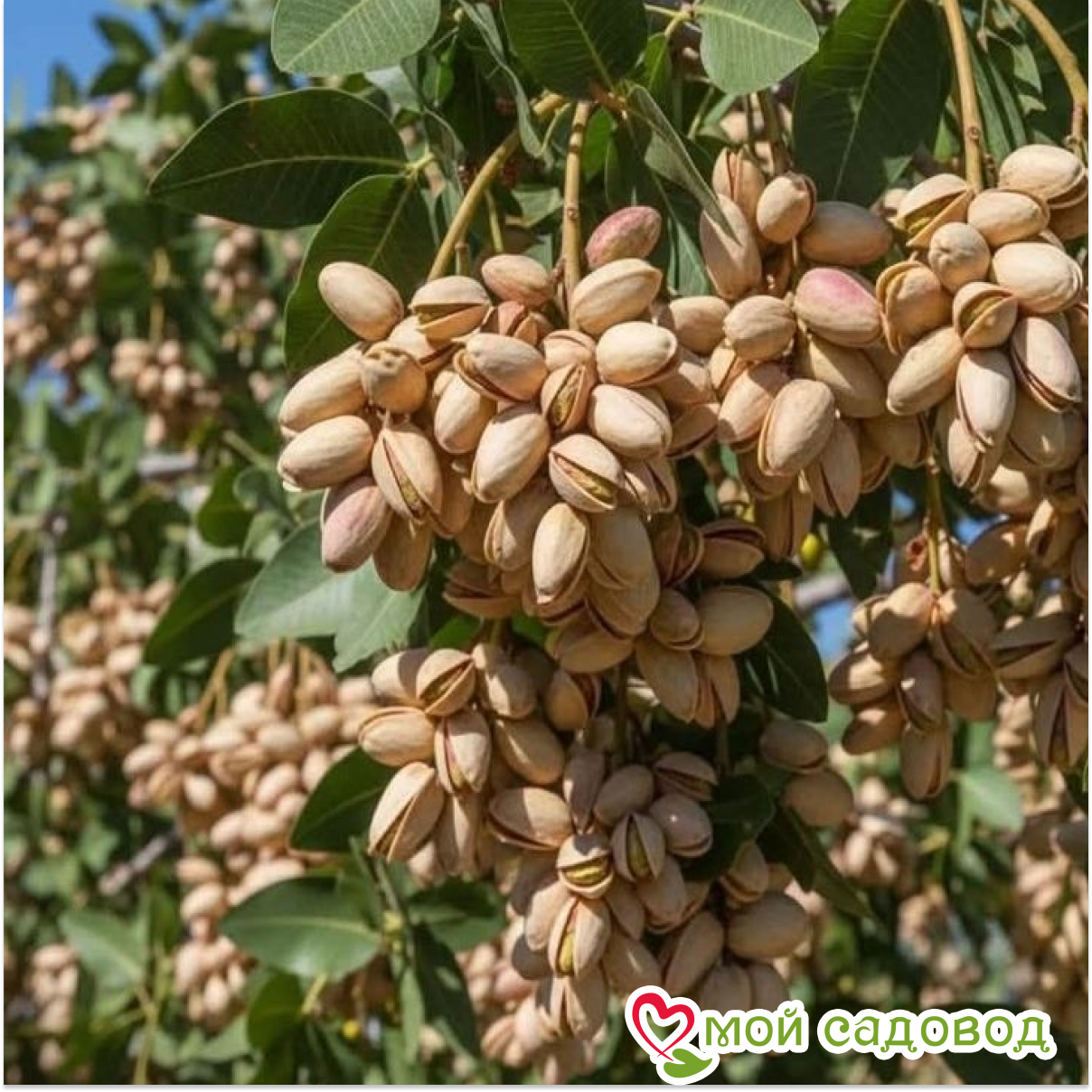 Миндаль Молчание